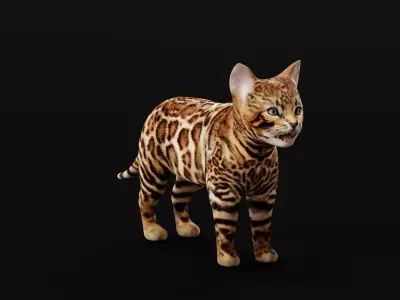 Bengal Kitten Cat Low-poly 3D model