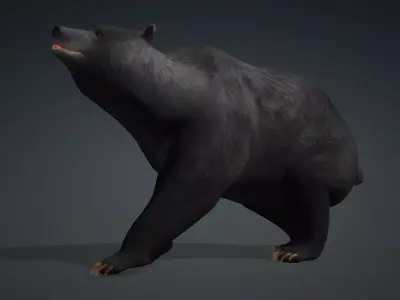 Black Bear 3D model