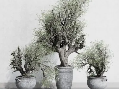 Olive tree in an old classical vase outdoor plant set 143 Low-poly 3D model
