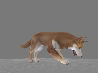 Lapponian Herder Dog Breed Low-poly 3D model