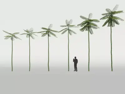 Schizolobium Parahyba  Brazilian Fire Tree 3D model