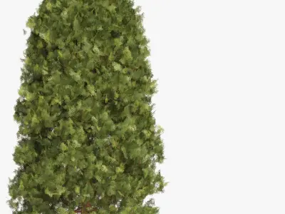 Garden thuja Free 3D model