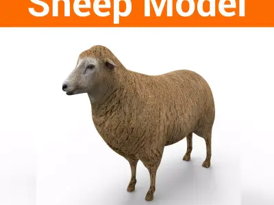 3D Black Sheep Model  Low-poly 3D model