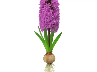Hyacinth big 3D model
