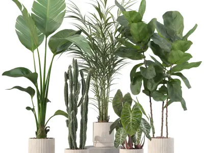 Plants collection 201 - strelitzia cactus palm ficus alocasia 3D model