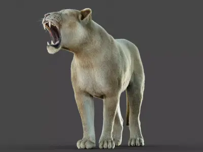 Lioness 2025 RIG Maya - Xgen-Core 3D model