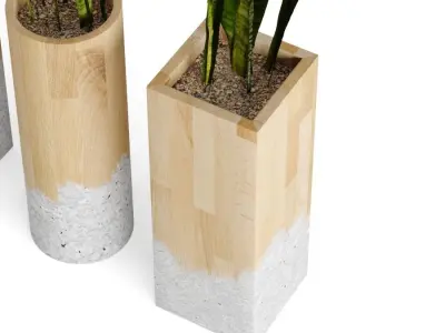 plant sansevieria pots 3D model