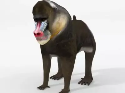 Mandrill rhinoceros Low-poly 3D model