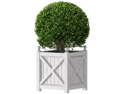 Boxwood in a garden planter Front Entrance Tree 3D model
