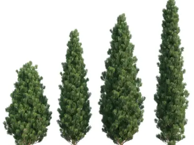 Platycladus orientalis - Biota orientalis - Thuja orientalis 3D model