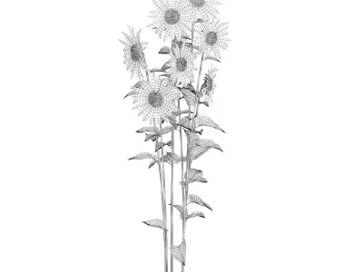 Sunflowers Helianthus 3D model