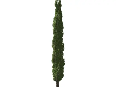 Italian Cypress tree  3D model