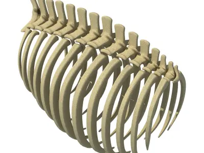 Animal Rib Cage 3D model
