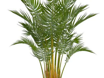 Collection of decorative palms 3D model