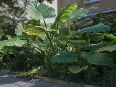 3D Taro Collection plants in garden near building Low-poly 3D model