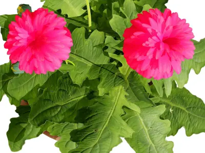 South African Glorious Patio Gerbera Low-poly 3D model