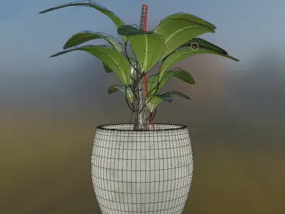 Maceta con planta Ficus 3D 3D model