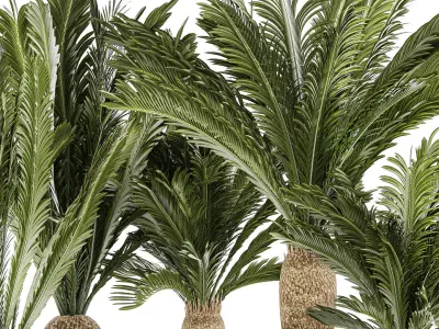 Set of plants in white pots for outdoors Cycas 1426 3D model