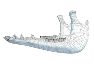 Jaw of Animal 3D Model 3D model