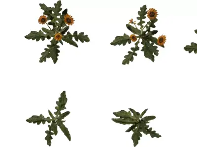 Yellow Wildflower Ground Cover 3D Model Pack Low-poly 3D model