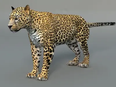 Leopard jaguar 3D model
