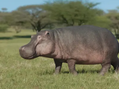 Hippopotamus Amphibious - rigged 3D model