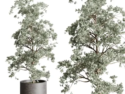 Collection Outdoor plant 106 pot Tree Bush Concrete Dirty Vase 3D model