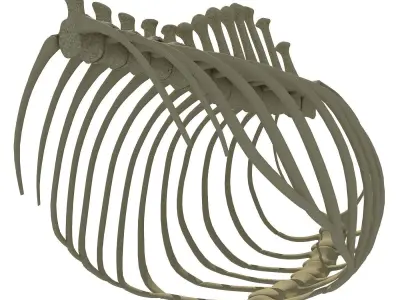 Animal Rib Cage  3D model