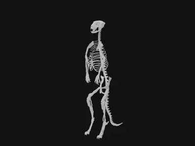 Meerkat skeleton 3D model