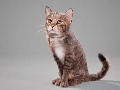 Cat Grey Tabby Animated UNREAL project  Maya base rig 3D model