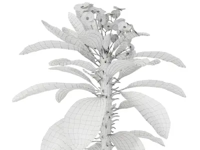 Plant 7 hibiscus flower 3D model