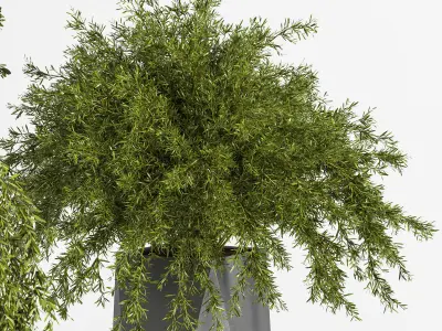 Indoor Plant set 08 3D model