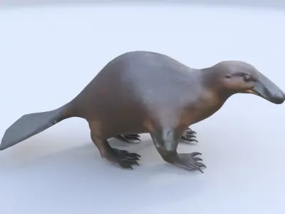 Platypus 3D model