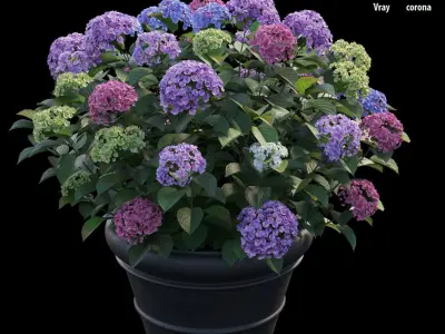 Hydrangea in planters set 03  3D model