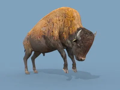 Pro Bison 8K - 3d animated 3D model
