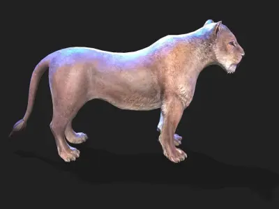 Lioness animations Low-poly 3D model