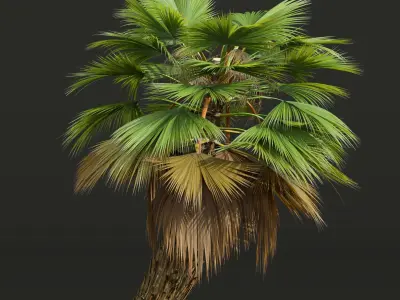 New Plant Pritchardia Pacifica Small Garden Decorative Tree 3D model
