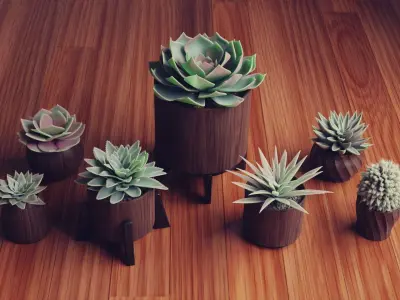Collection of Succulent Plants  Plants Vol 03 Low-poly 3D model