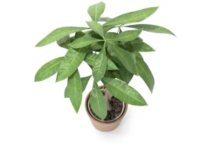 Plant Money Tree - Pachira Aquatica braid style  3D model