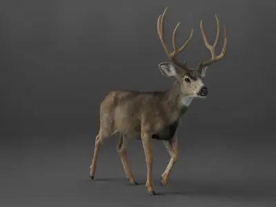 Mule Deer VFX Grace 3D model