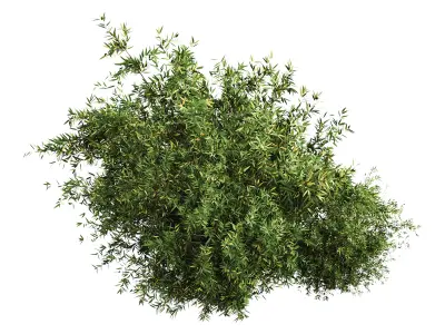 Natural Topiary Bush 3D model