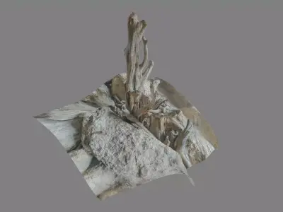 Dead tree on a rock Free low-poly 3D model