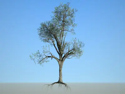 Broadleaf 005 Low-poly 3D model