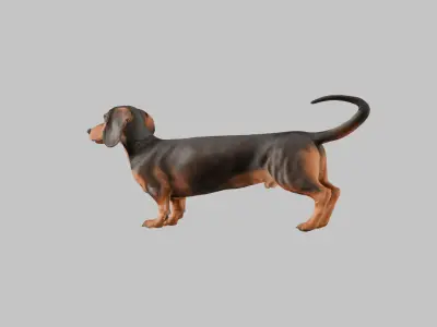 A realistic Dachshund Dog Low-poly 3D model