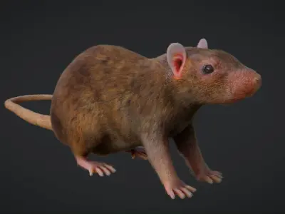 Rat Rigged Low-poly 3D model