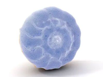 Spiral Tangerine Seashell model pack Low-poly 3D model