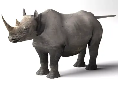 Rhino Low-poly 3D model order