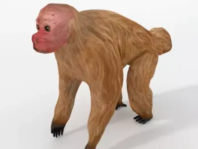Uakaris monkey Low-poly 3D model
