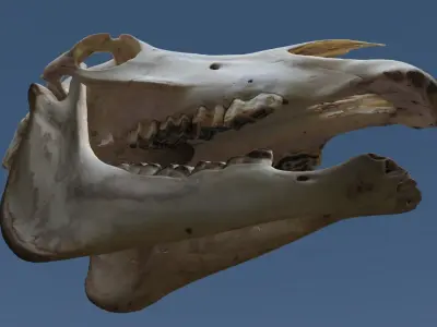 Full Horse Skull 3D model