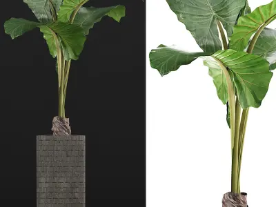 Plants Collection 75 3D model